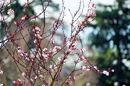 Ağaç doğa dal çiçek Fotoğraf