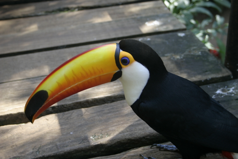 Natura ptak dziób fauna