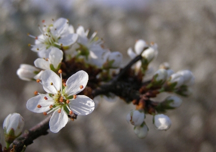 Tree nature branch blossom Photo