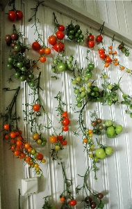 Plant flower window wall Photo