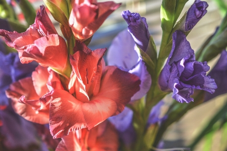 Nature blossom blur growth Photo