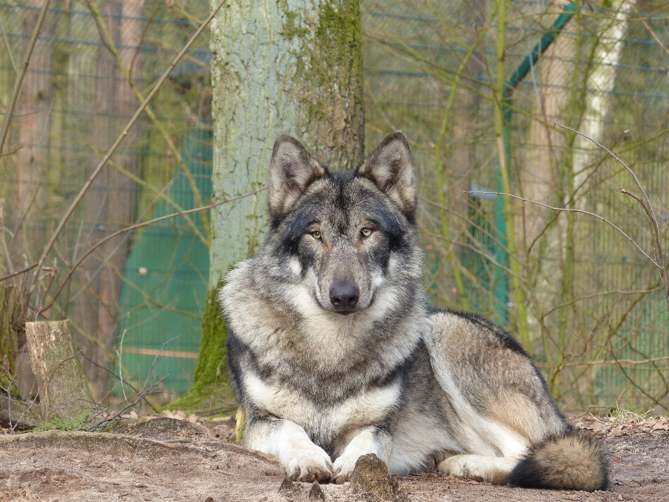 Naturaleza perro animal salvaje