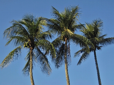 Baum natur zweig anlage Foto