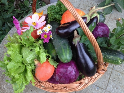 Nature cosmos flower food Photo