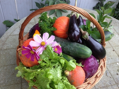 Nature cosmos flower food Photo