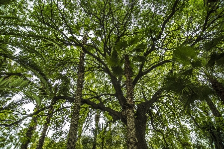 Landscape tree nature forest Photo