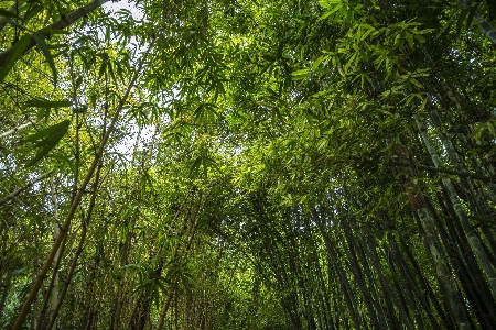 Tree nature forest grass Photo