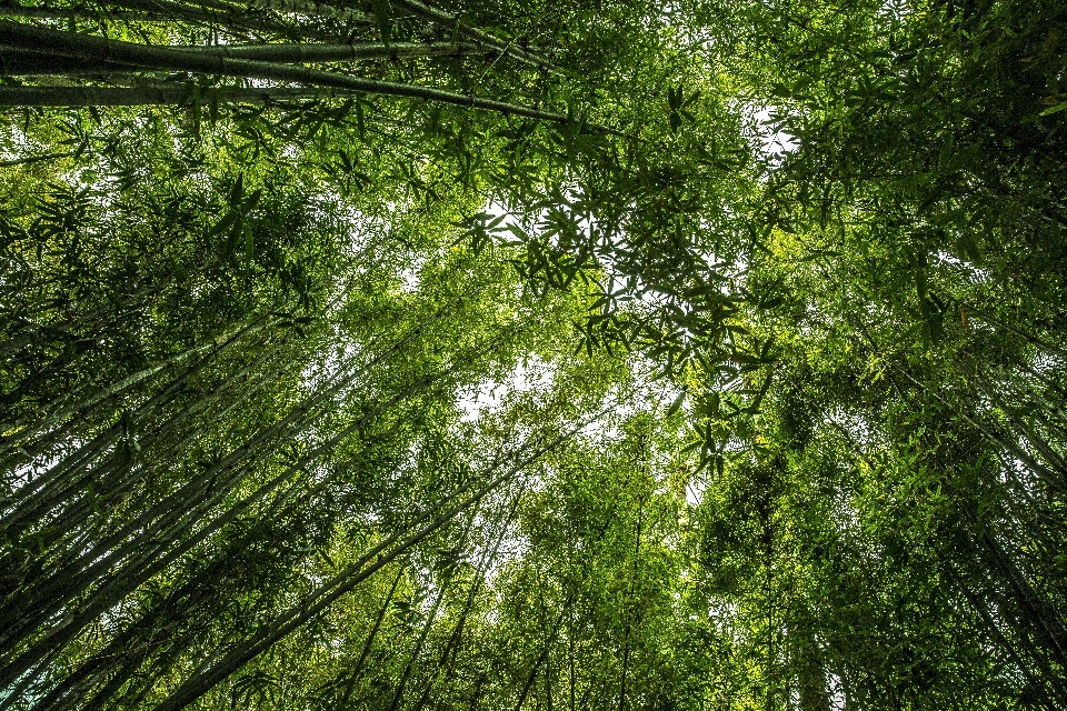 Drzewo natura las oddział