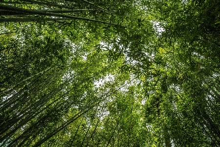 Tree nature forest branch Photo