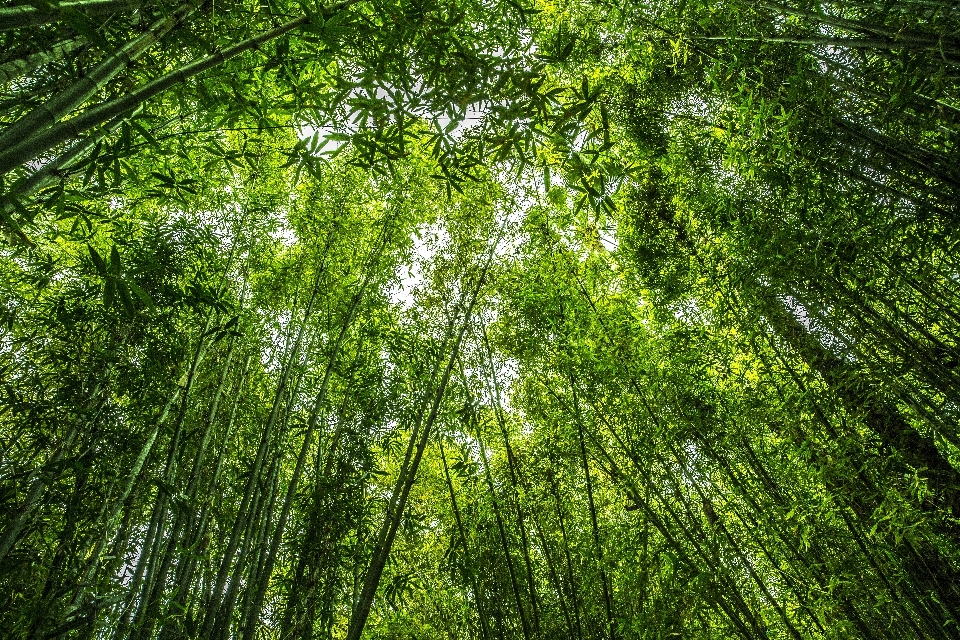 Albero natura foresta erba