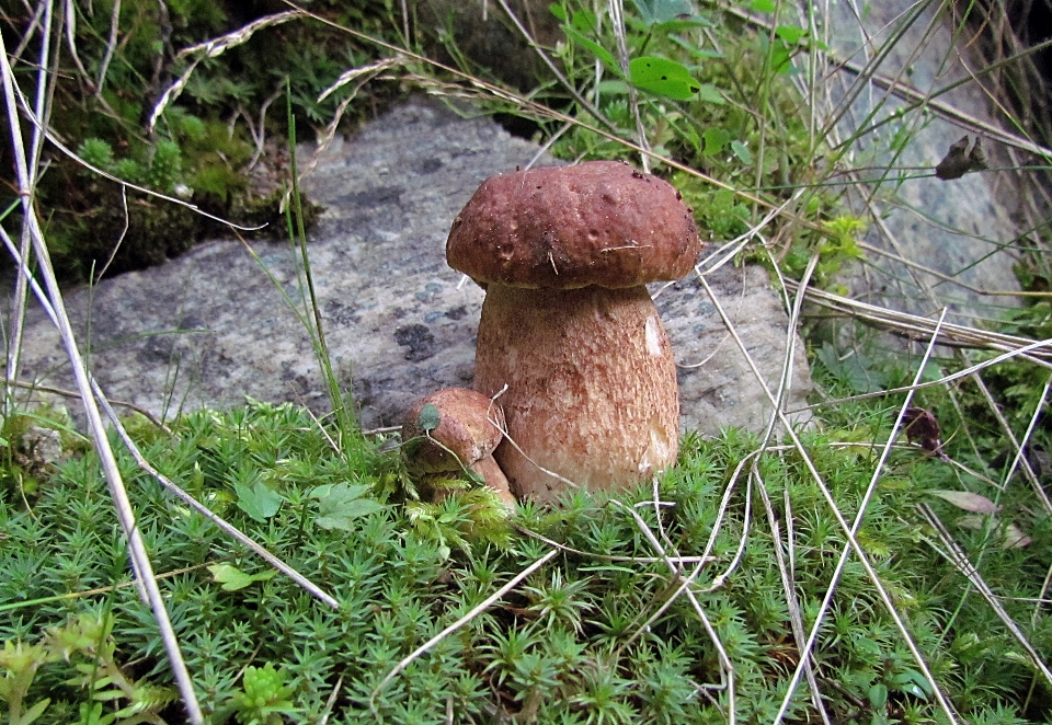 Natura foresta suolo fungo