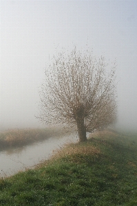 Landscape tree nature grass Photo