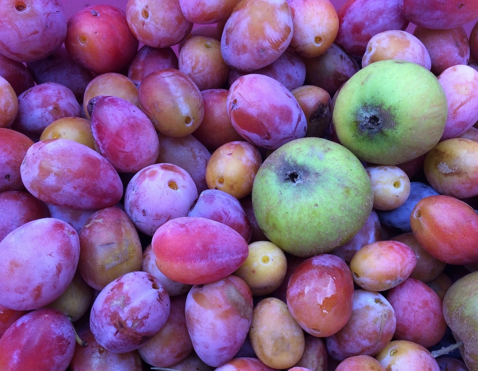 Apple anlage frucht essen