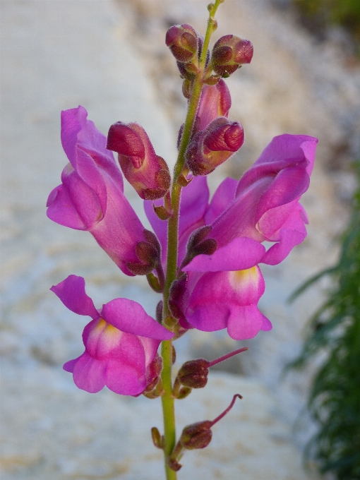 Natur blüte anlage blatt