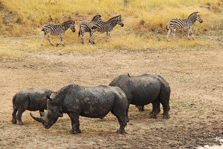 Adventure wildlife herd scenic Photo