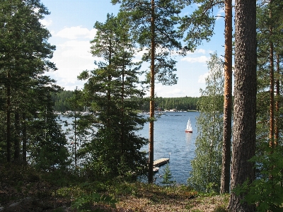 Landscape tree nature forest Photo