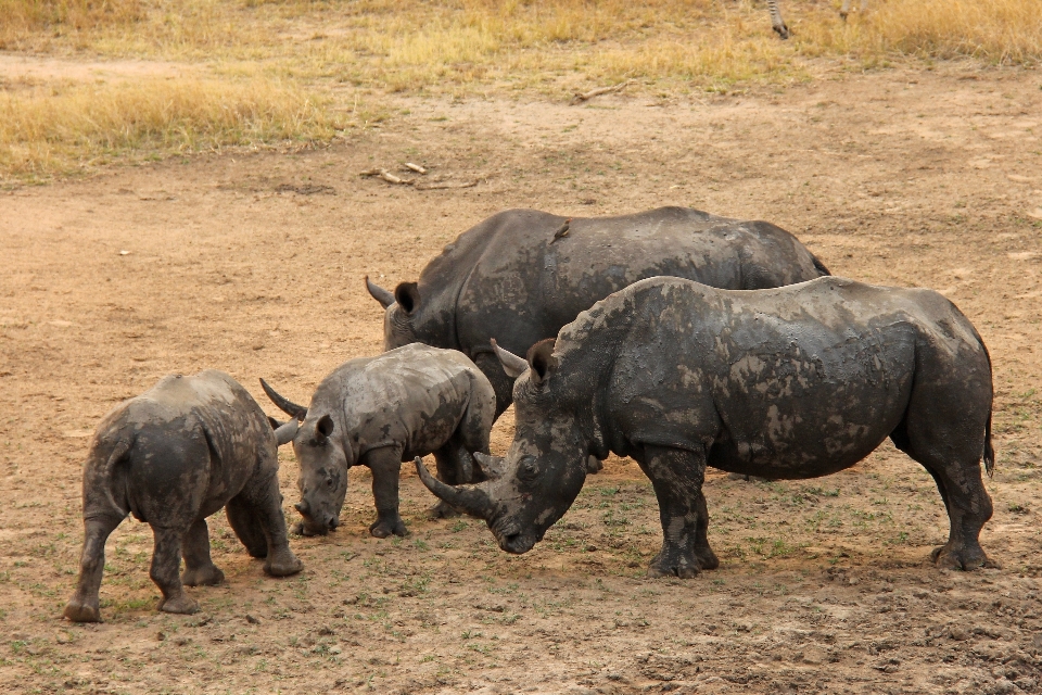 Avventura animali selvatici corno gregge