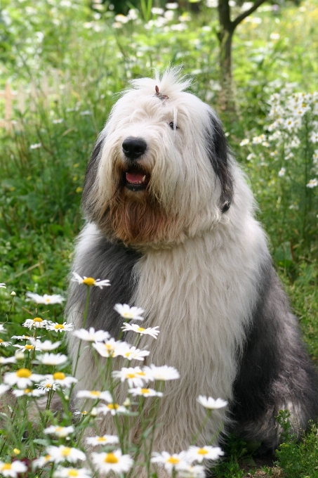 Chien colley
 mammifère en plein air