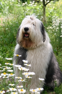 Dog collie mammal outdoors Photo