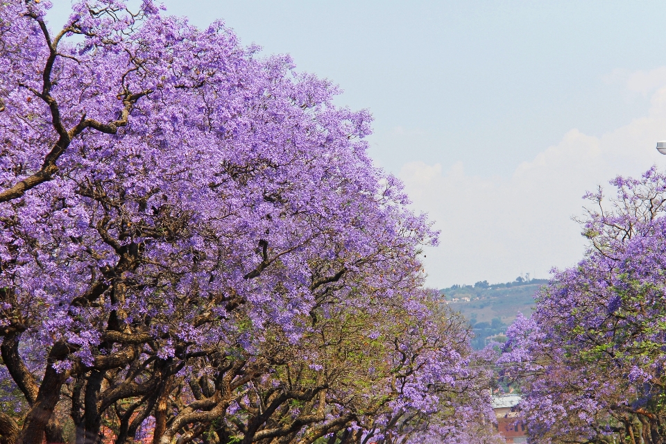 Albero ramo fiore pianta