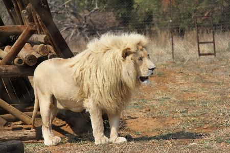 Foto Animais selvagens jardim zoológico pelagem mamífero