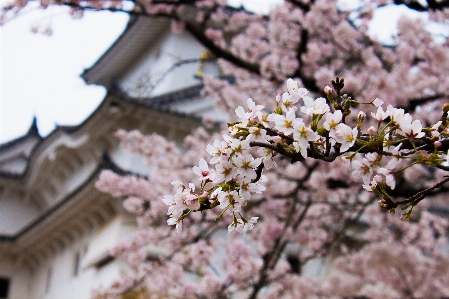 Branch blossom plant flower Photo