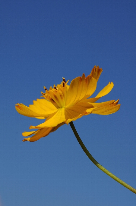 Natura pianta cielo luce del sole