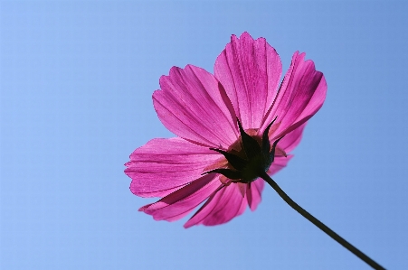 Blossom plant cosmos flower Photo