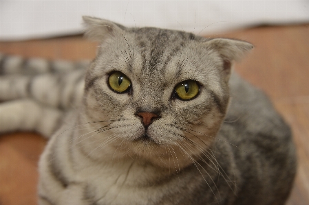 Foto Bonitinho gato limpar mamífero