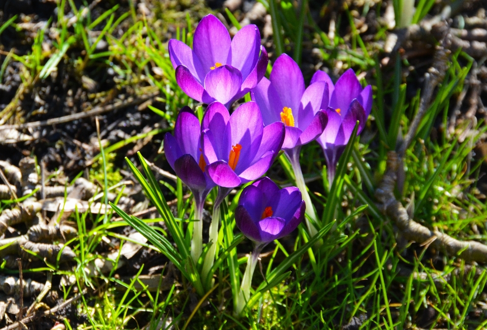 Nature fleurir croissance usine