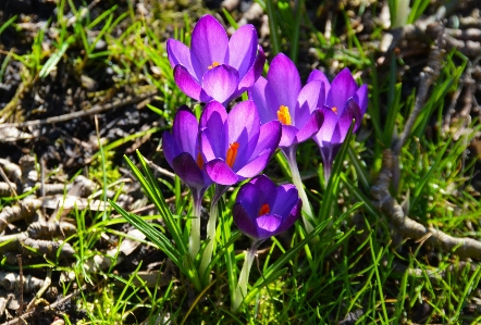 Nature blossom growth plant Photo