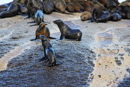 Photo Mer océan montagne oiseau