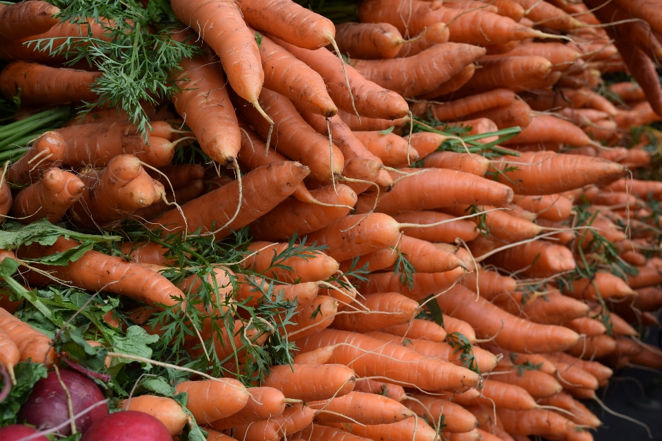 Comida produzir vegetal cenoura