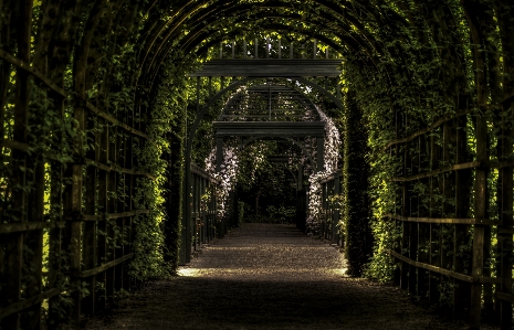 Tree nature forest path Photo