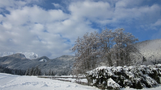 Landscape tree mountain snow Photo