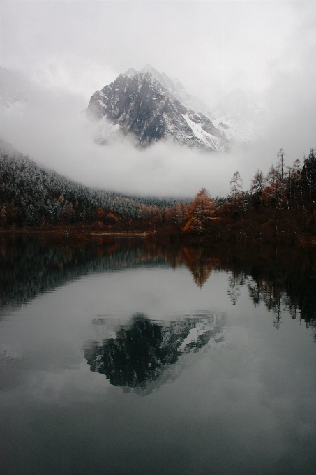 Landscape tree water nature