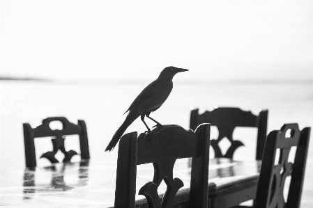 Foto Meja bayangan hitam burung dan putih
