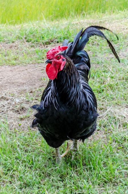 Grama pássaro fazenda animal