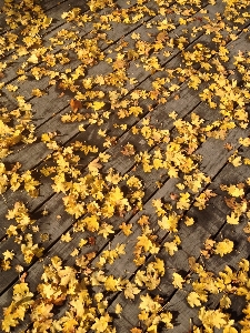 木 自然 ブランチ 植物 写真