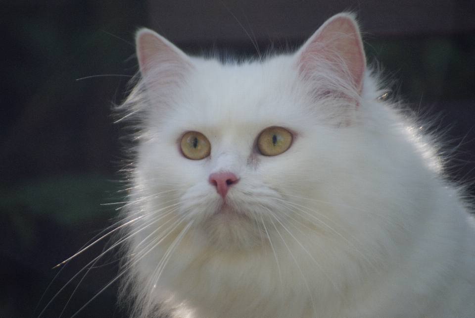 Gato mamífero nariz bigodes
