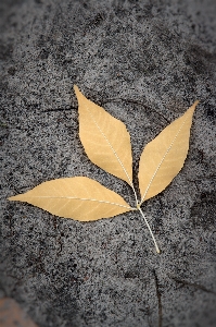 Tree nature wing plant Photo