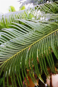 Tree nature grass branch Photo