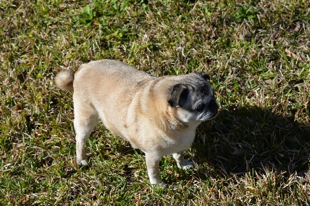 白 子犬 犬 動物 写真