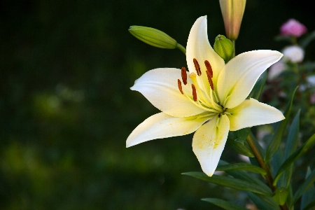 Tree nature blossom light Photo