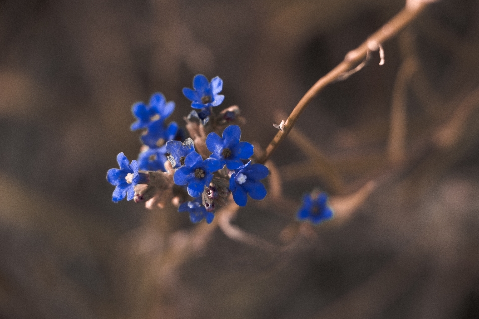 Nature branch blossom light