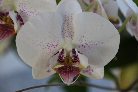 花 植物 白 花弁 写真