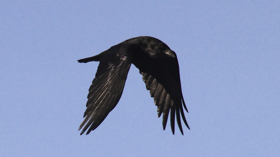 自然 鳥 羽 動物