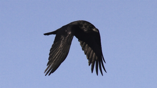 自然 鳥 羽 動物 写真