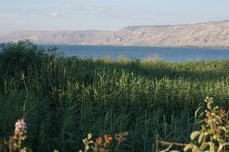 Landscape coast tree water Photo