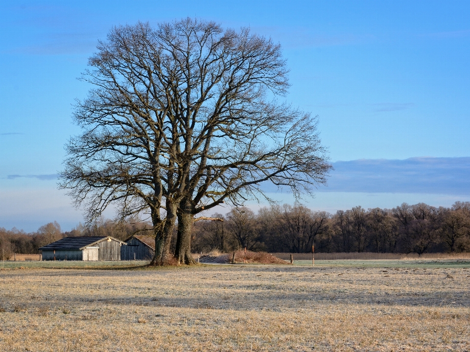 Paesaggio albero natura erba